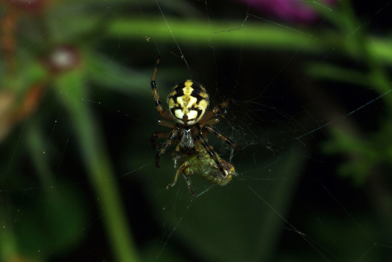 Neoscona adianta